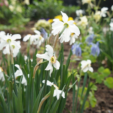 Great Plant Combos