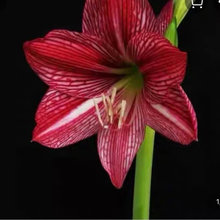 autumn red lady amaryllis