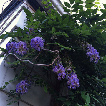 Wisteria, The Old Sweet Lady Of Southern Spring, Brought to A Colorado Patio