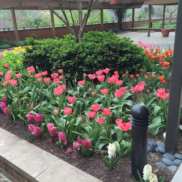 Roof Garden for Harper House Condo