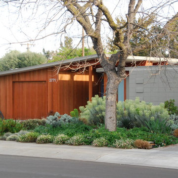 Vigorously blooming Euphorbia anchors the drought-tolerant front garden in winte