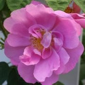Foto de Sun Lee