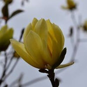 Foto von Corrie Jelier