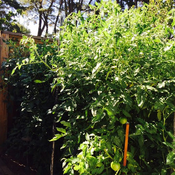 Backyard Garden Tomatoes & Outdoor Shower