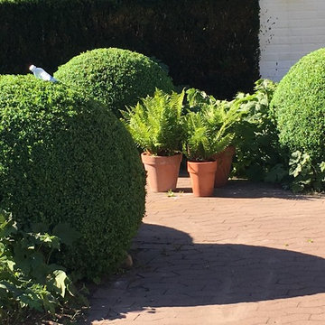 Buxbomsträdgård