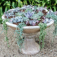 Container Gardens