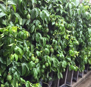 鈴田峠農園有限会社 長崎県大村市中里町の造園 ガーデンデザイナー Houzz ハウズ