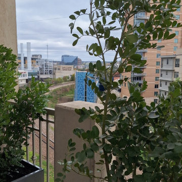 Austin Power Plants and Planting