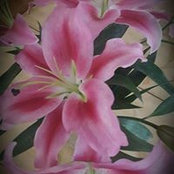 Monica Romanski's photo