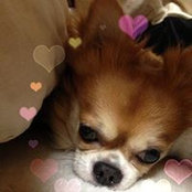 Tomoko Shoi's photo