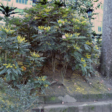 Mahonia Aquifolium