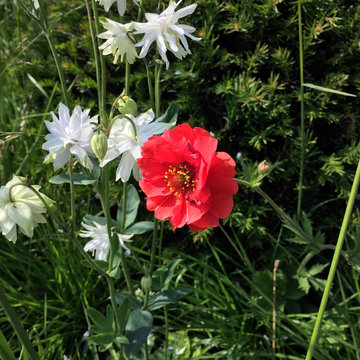 Exhibition / Bloom by Bord Bia 2016