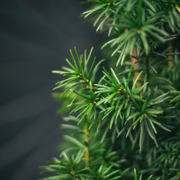 Planting