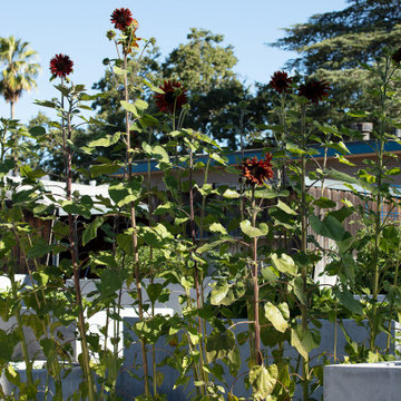 The Escher-Stella Garden