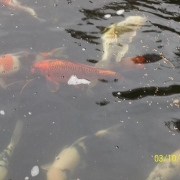A beautiful creation & healthy koi pond