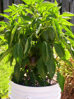Panacea Products 10 Gallon Grow Bag Peppers