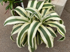 elefantenfuß welcher topf Elefantenfuß | Beaucarnea recurvata main image 0