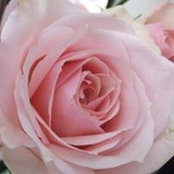 Tina Armagost's photo