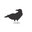 Blackbird Collective Inc.