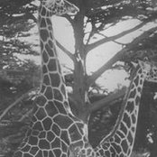 David Simon's photo