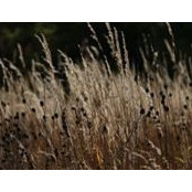 Mimi Davis's photo