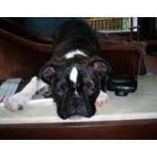 Rae Daynes's photo