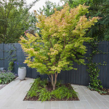 Sango Kaku Tree