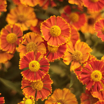 Helenium