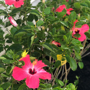 Großer, Halbschattiger Stilmix Kiesgarten hinter dem Haus mit Blumenbeet in Houston