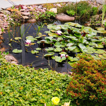 Seerosen im romantischen Gartenteich