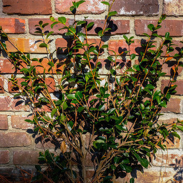 Elegant espalier of camellia on brick wall