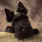 Crystal Burgetts foto