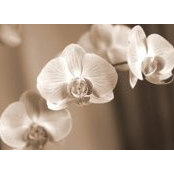 Photo de Joart Flores