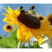 TheOrganic Farmer's photo