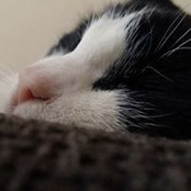 Photo de Pouny Pocket