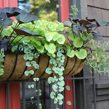 Landscape Ideas