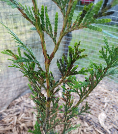 What's this black stuff on Thuja plicata 'virescens'. | Houzz Forum