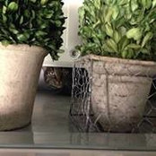 Emily Casale's photo