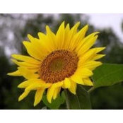 Michelle Carey's photo
