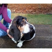 Foto di Buddy Hounddog