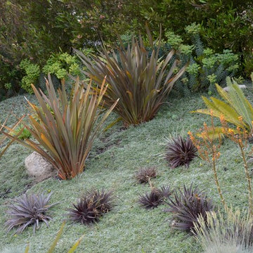 No-mow Dymondia Grass spreads down slope