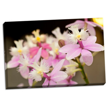 Fine Art Photograph, Orchid Chorus, Hand-Stretched Canvas