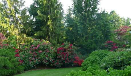 Great Design Plant: Chamaecyparis Nootkatensis