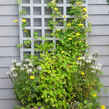 Landscape Flowers
