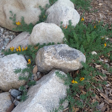 Pasadena Xeriscape Conversion