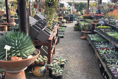 Visit Terra Sol for Amazing Succulent Plants