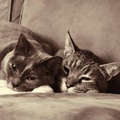 Kia Crottys foto