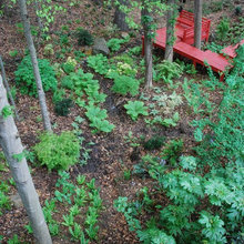 Our Woods