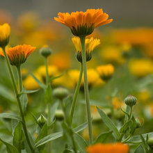 Fiori e piante