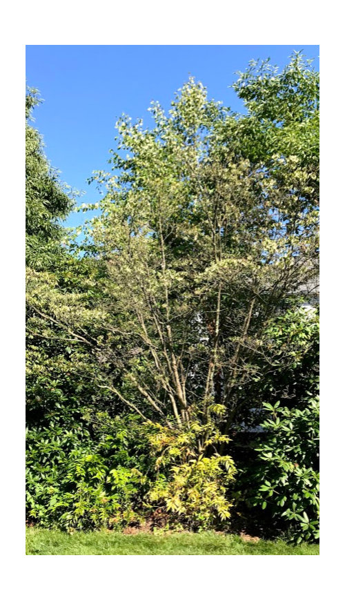 Need help Reviving a Dying Dogwood